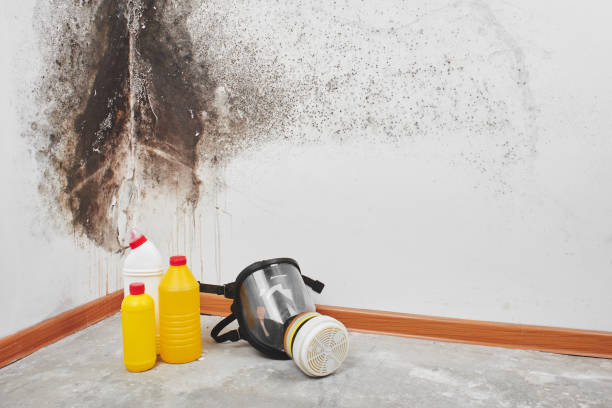 Best Residential Mold Removal  in Liberty, UT