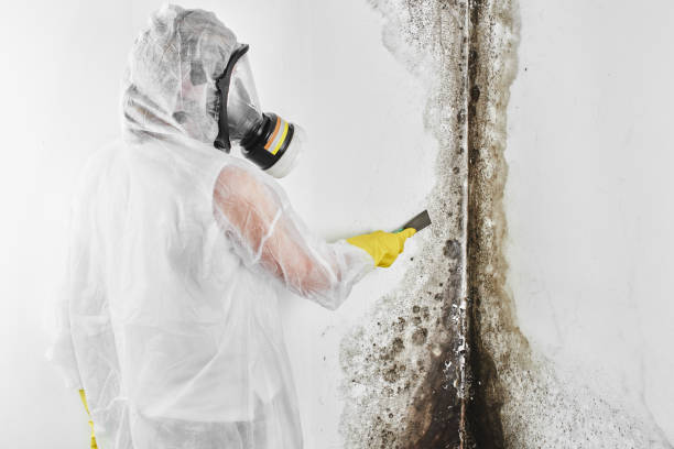 Best Commercial Mold Removal  in Liberty, UT