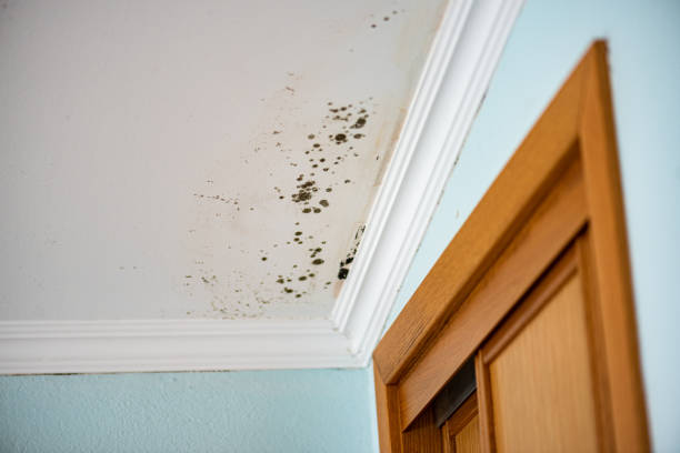 Trusted Liberty, UT Mold Removal Experts