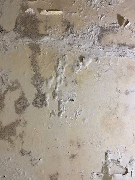 Best Same-Day Mold Removal  in Liberty, UT