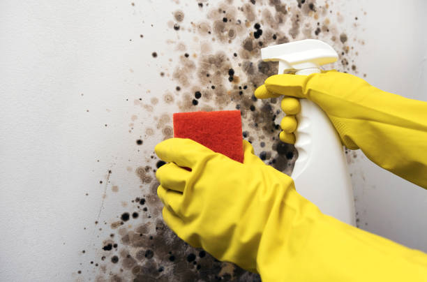 Best Emergency Mold Removal  in Liberty, UT
