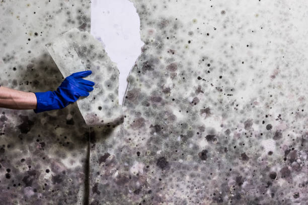 Office Mold Removal Services in Liberty, UT